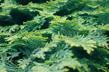 Obraz premium fern leaf background