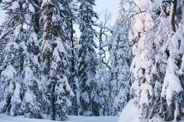 Beautiful winter scenery with trees covered snow. Scenic view of tall white trees in ice and snow in natural environment on north, beautiful wood landscape during winter season getaway destination.