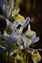 Irises at Dawn