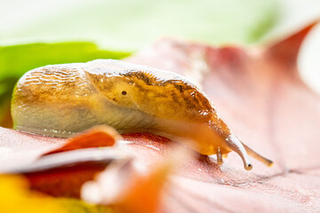Macro of Slug Crawling on Colorful Leaves