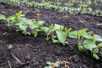 Fresh green soy plants on the field in spring. Rows of young soybean plants 