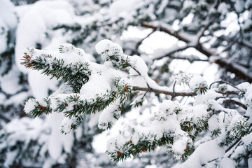 Conifers branches in frost needles. Morning frost. Rime. Frost on branches in winter season, background. Snow-covered pine branches.