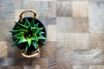 aloe vera in a pot, succulent near to window, decoration for home, lights