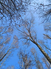 branches against sky