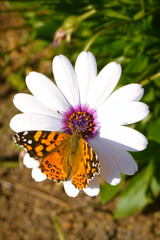 butterfly on daisy