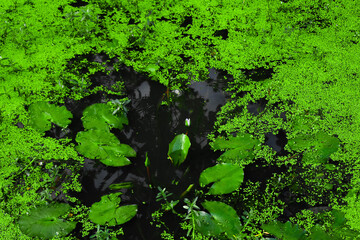 Small buds of lotus flower with green leaves in a lake