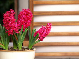 pink hyacints on abstract wooden background