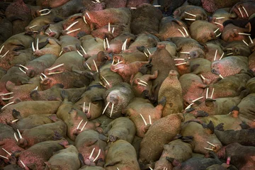 Papier Peint photo Walrus Paresseux et relaxant, un énorme troupeau (échouerie) de tous les morses mâles prend le soleil sur la plage pendant les mois d& 39 été. Les femelles restent sur la banquise pour élever les jeunes, Bristol Bay, Alaska (Odobenus rosmarus)