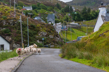 sheeps walking at Drumbeg village nc500 north coast 500 scotland
