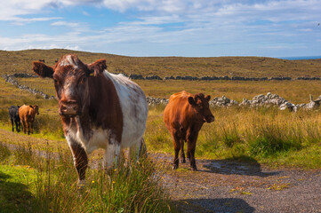 cows on the road nc500 north coast 500 scotland