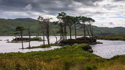 trees on the lake nc500 north coast 500 scotland