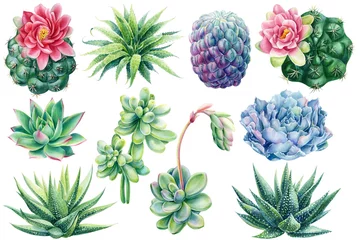 Foto op Canvas Set of succulents. Echeveria, haworthia, aloe and cactus, watercolor illustration, botanical painting © Hanna