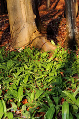 WILD GARLIC IN THE BEECH FOREST