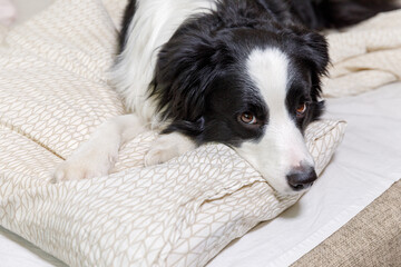 Funny portrait of cute smiling puppy dog border collie lay on pillow blanket in bed. New lovely member of family little dog at home lying and sleeping. Pet care and animals concept.