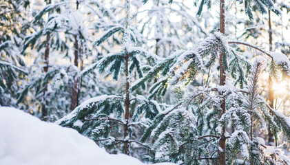 Winter Christmas idyllic landscape. White trees in forest covered with snow, snowdrifts against sunset nature outdoors. Splendid Christmas scene in the fabulous forest. Selective focus.