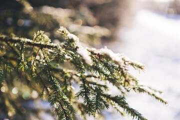 Conifers branches in frost needles. Morning frost. Rime. Frost on branches in winter season, frost background, Ice crystals. Selective focus.