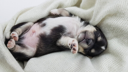 a newborn Chihuahua puppy sleeps on a fluffy white blanket. the dog is black and white in color. cute picture of a puppy.