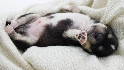 a newborn Chihuahua puppy sleeps on a fluffy white blanket. the dog is black and white in color. cute picture of a puppy.