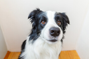 Funny portrait of cute smiling puppy dog border collie indoor. New lovely member of family little dog at home gazing and waiting. Pet care and animals concept.