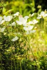 Białe kwiaty na łące © Lukasz152