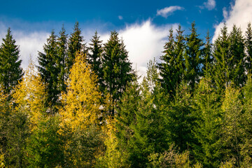 The Russian coniferous forest is lined up in a row against the background of the blue sky and clouds.