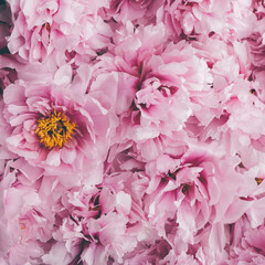 Obraz premium Beautiful fresh pink peony flowers in full bloom, close up, top view. Floral spring summer texture for background. Mother's day, Birthday, Valentine's day card. Blooming peonies.