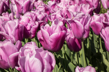 Beautiful  tulips in the park. Close up.