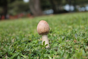 Flora C&aacute;lida Hongo 2