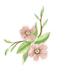 A branch of a blossoming tree in watercolor technique on white textured paper.