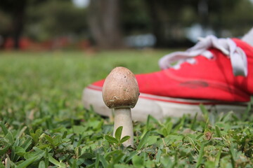 Flora C&aacute;lida Hongo 1