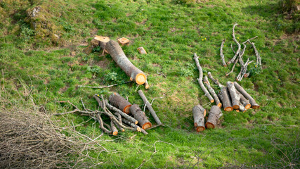 Arbol cortado y seccionado sobre prado verde en Asturias