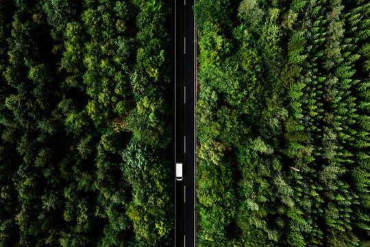 Road through pine plantation