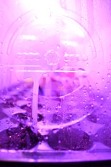 terrarium plant growing with a grow light