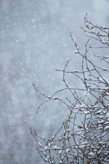 Tree branches on a background of falling snow