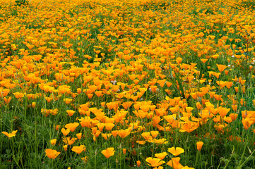 A field of California Poppies near Mt Angel, Oregon