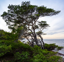 Pine trees growing on a stone beach with ocean background