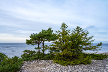 Pine trees growing on a stone beach with ocean background