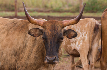 cow on the farm