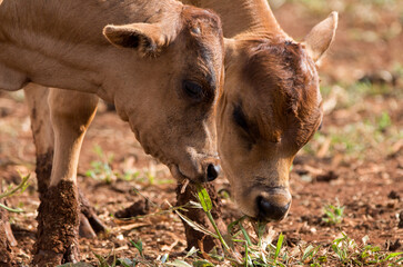 cow on the farm