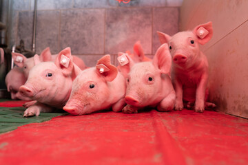 Konventionelle Ferkelerzeugung - Ferkel unter einer wärmenden Infrarotlampe im Abferkelstall,...