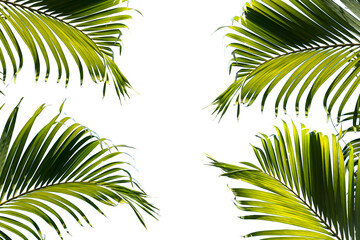 Green tropical palm​ leaf, Isolated on white background. Clipping path included. Copy space.