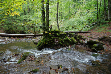 Obraz premium Beautiful wild nature of Carpathian Mountains, small river and trees