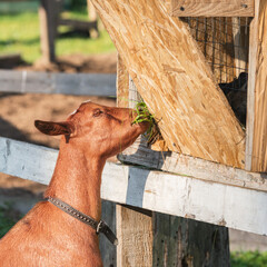 Hungry goat eats grass at sunset time.