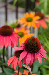 Roter Sonnenhut (Echinacea) Blume im Garten