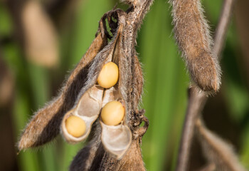 close up of a soy
