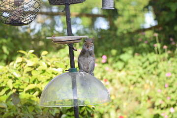 What squirrel deterrent?