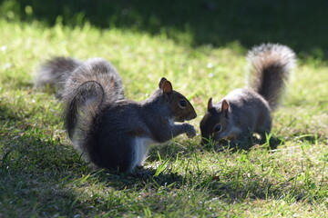 Grey squirrels feeding