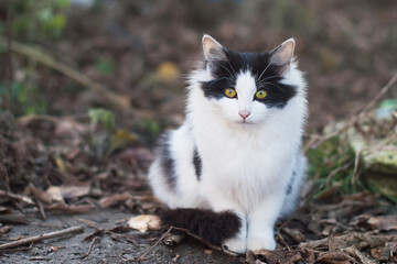 Naklejka na ściany i meble white-black color of a cat with green-yellow eyes,which sits on the street in the summer