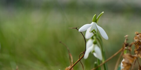Przebiśnieg śnieżyczka (Galanthus nivalis) pośród trawy © Lancan