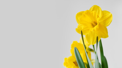 Yellow Narcissus or daffydowndilly flowers. Springtime. Authentic photo. Women's day, mother's day.